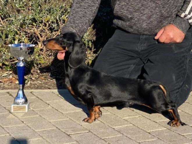 Perros Dachshund en venta