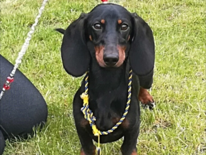Dachshund puppy for sale