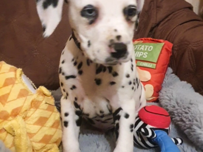 Perros Dálmata en venta