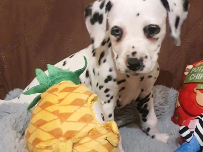 Perros Dálmata en venta