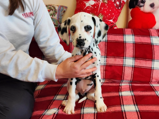 Perros Dálmata en venta