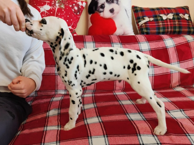 Perros Dálmata en venta
