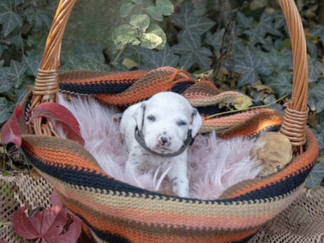 Perros Dálmata en venta