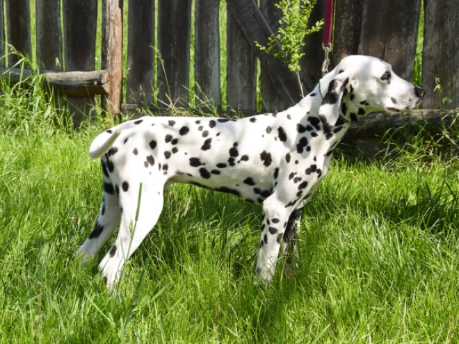 Perros Dálmata en venta