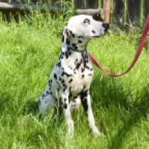 Bingo, black spotted Dálmata en venta
