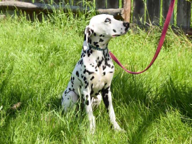 Perros Dálmata en venta
