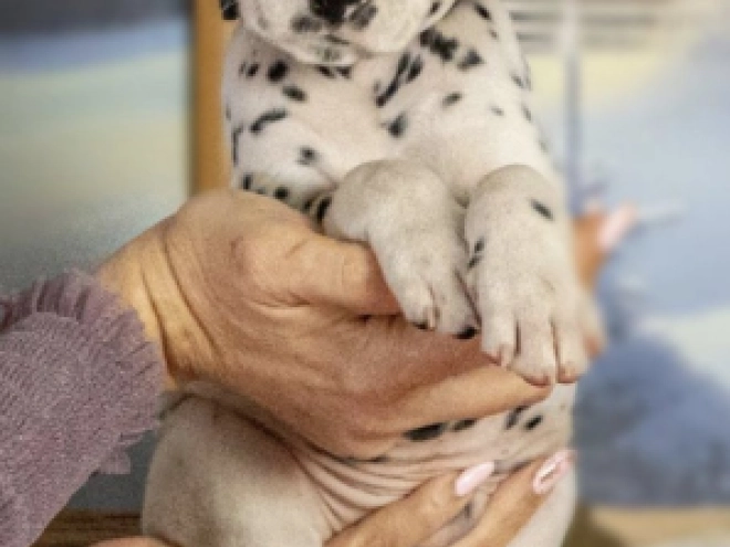 Perros Dálmata en venta