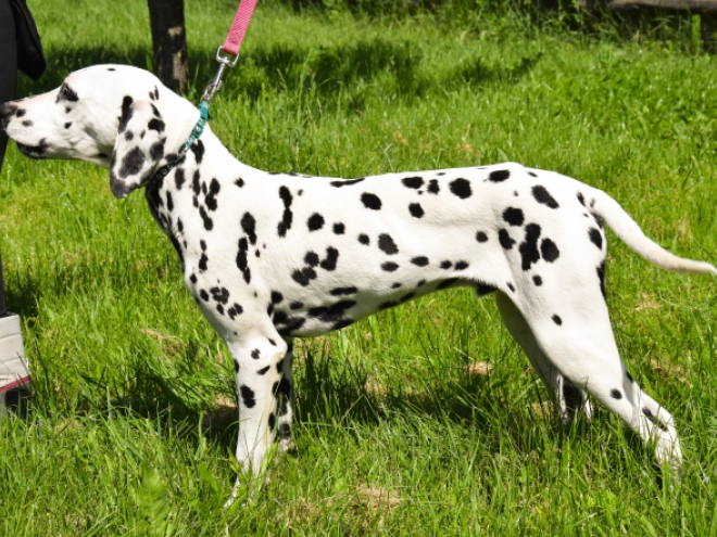 Perros Dálmata en venta