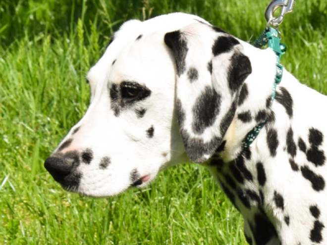 Perros Dálmata en venta