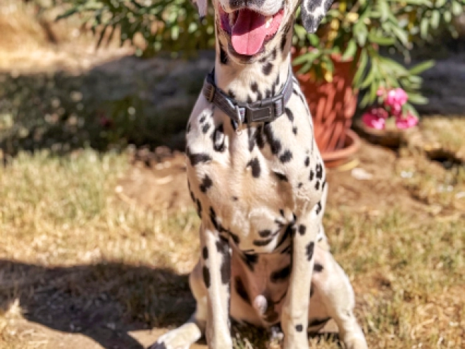 Dalmatian puppy for sale