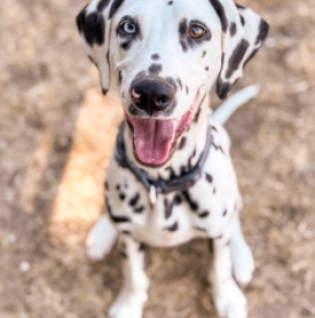 Dalmatian puppy for sale