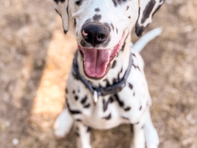 Dalmatian puppy for sale