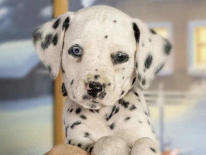 Perros Dálmata en venta