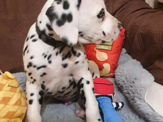 Perros Dálmata en venta
