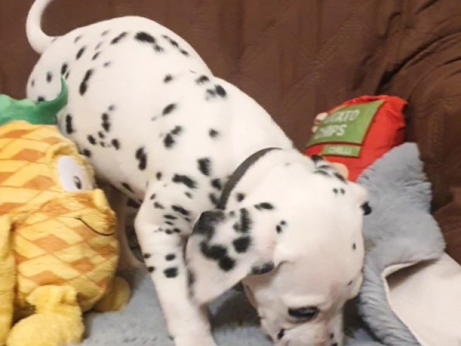 Perros Dálmata en venta