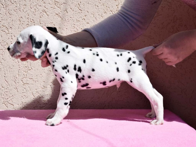 Dalmatian puppy for sale