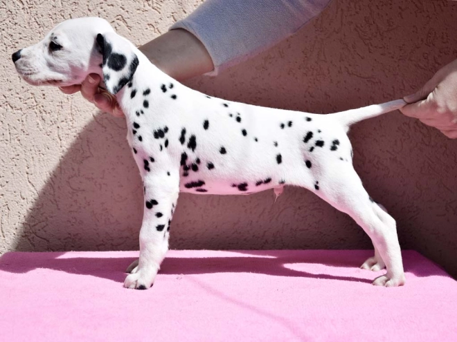 Dalmatian puppy for sale
