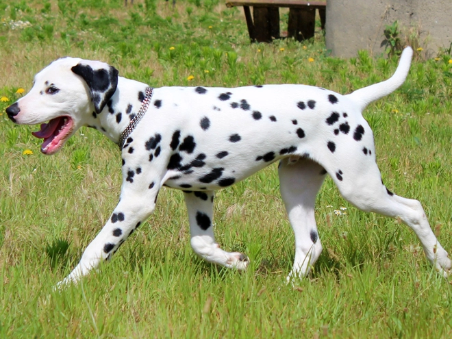Dalmatian puppy for sale