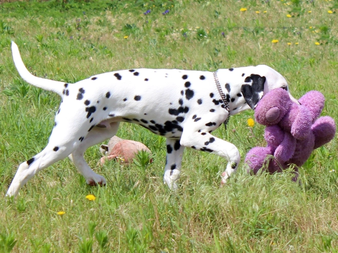 Dalmatian puppy for sale