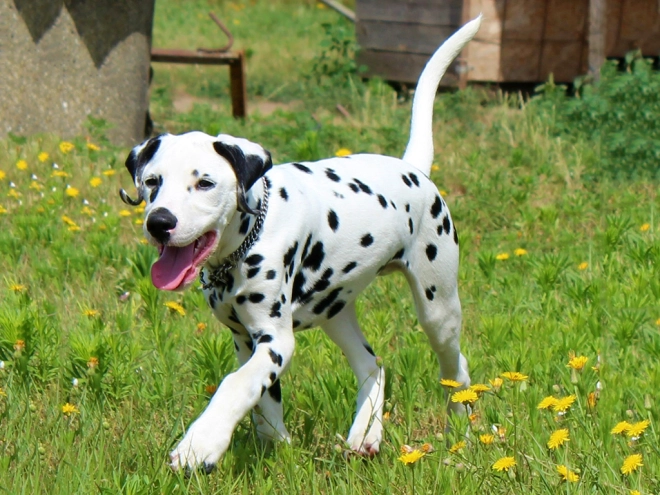 Dalmatian puppy for sale