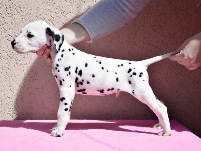 Dalmatian puppy for sale
