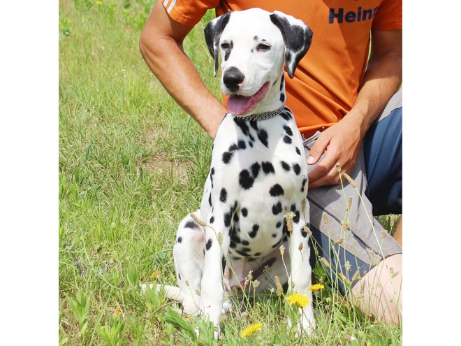 Dalmatian puppy for sale