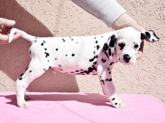 Dalmatian puppy for sale