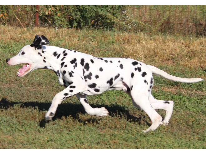 Dalmatian puppy for sale