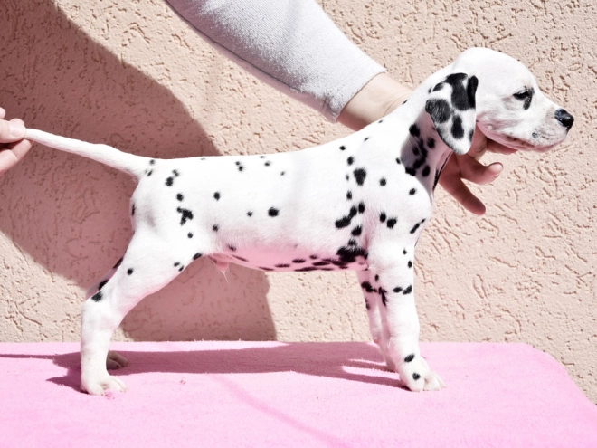 Dalmatian puppy for sale