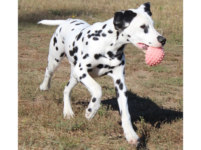 Dalmatian puppy for sale