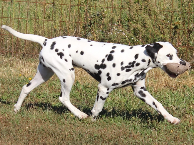 Dalmatian puppy for sale