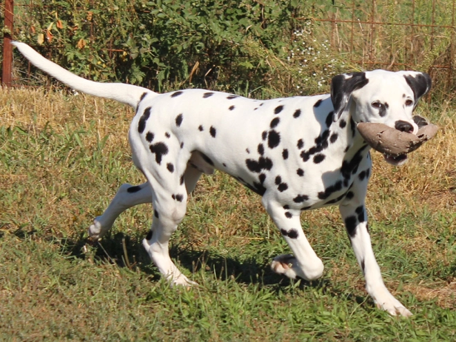 Dalmatian puppy for sale
