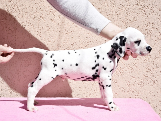 Dalmatian puppy for sale