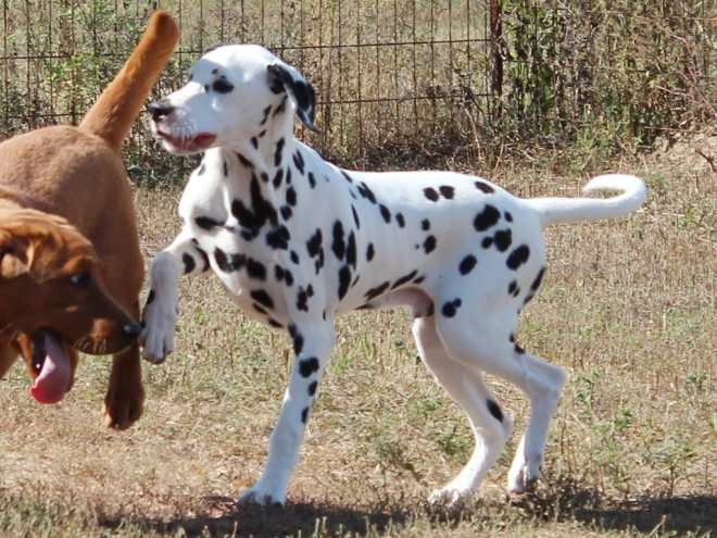 Dalmatian puppy for sale