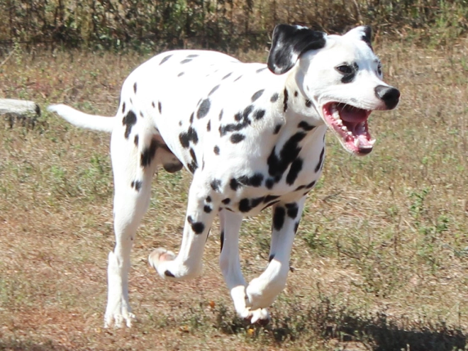 Dalmatian puppy for sale