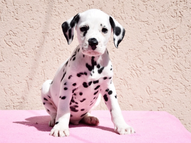 Dalmatian puppy for sale