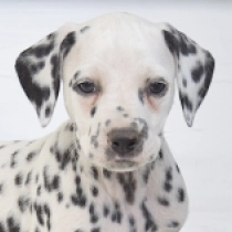 Fancy, black spotted Dalmatian for sale
