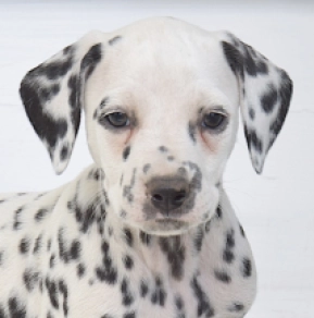 Dalmatian puppy for sale
