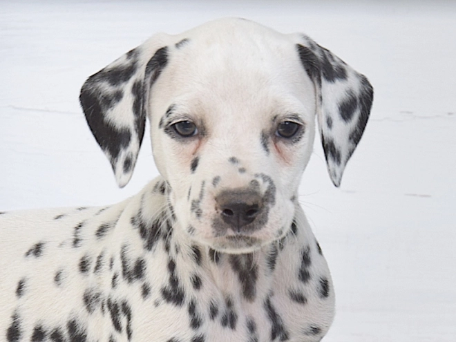 Dalmatian puppy for sale