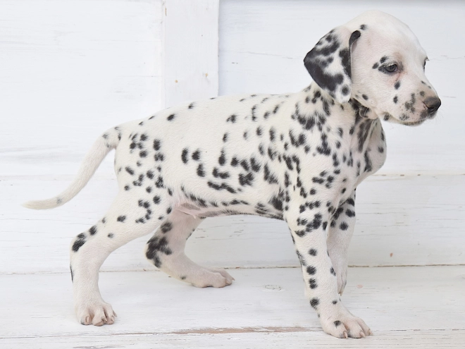 Dalmatian puppy for sale