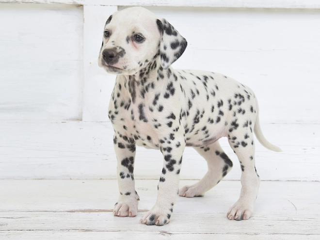 Dalmatian puppy for sale