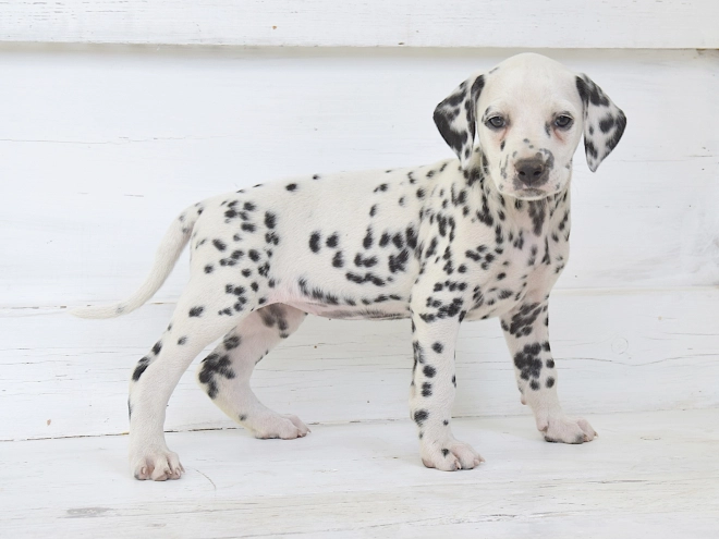 Dalmatian puppy for sale