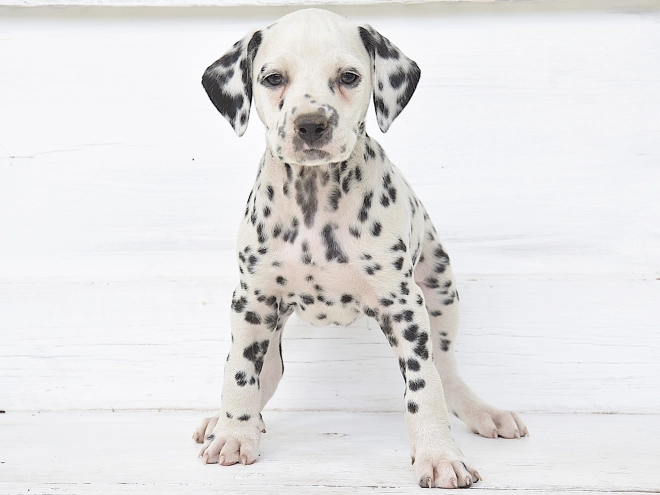 Dalmatian puppy for sale