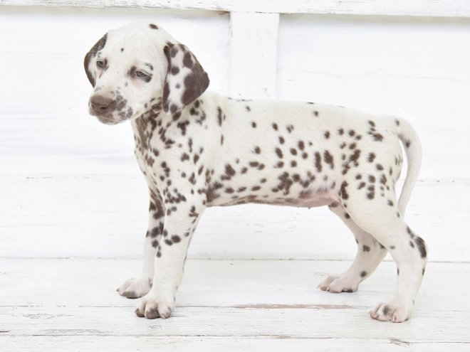 Dalmatian puppy for sale