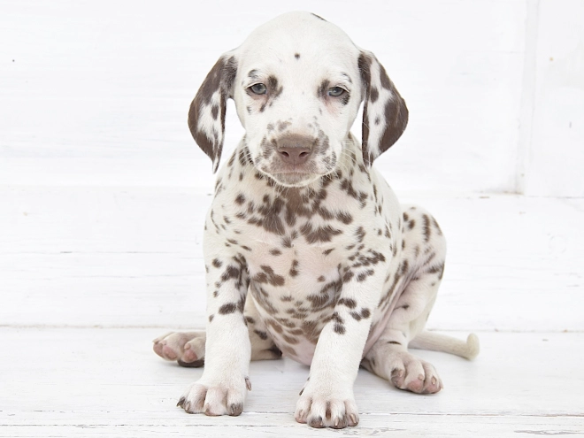 Dalmatian puppy for sale