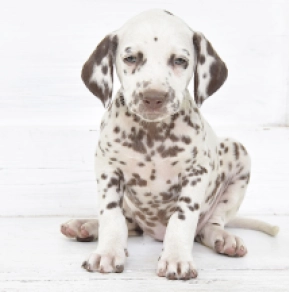 Dalmatian puppy for sale