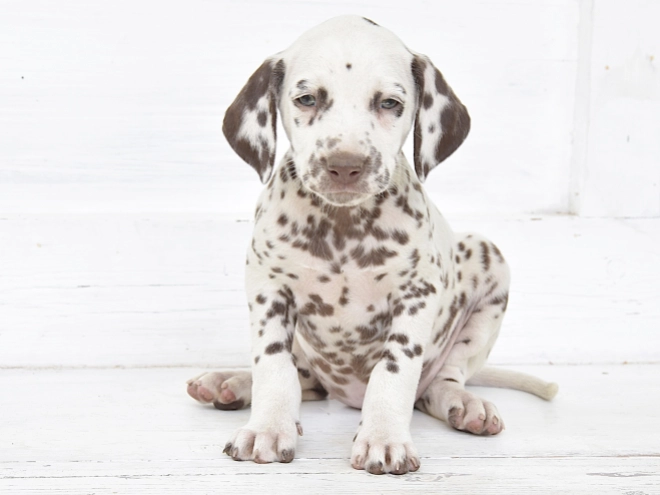 Dalmatian puppy for sale