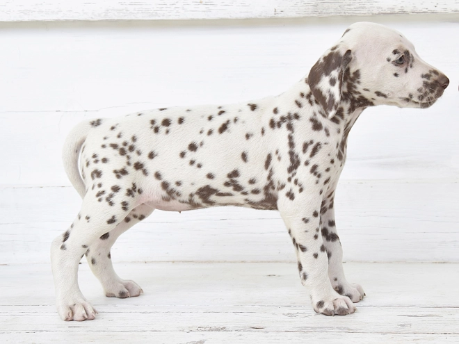 Dalmatian puppy for sale
