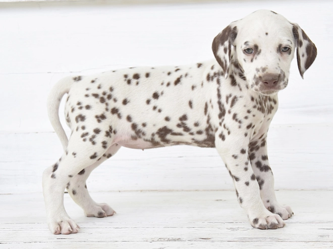 Dalmatian puppy for sale