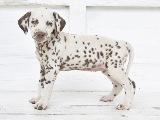 Dalmatian puppy for sale